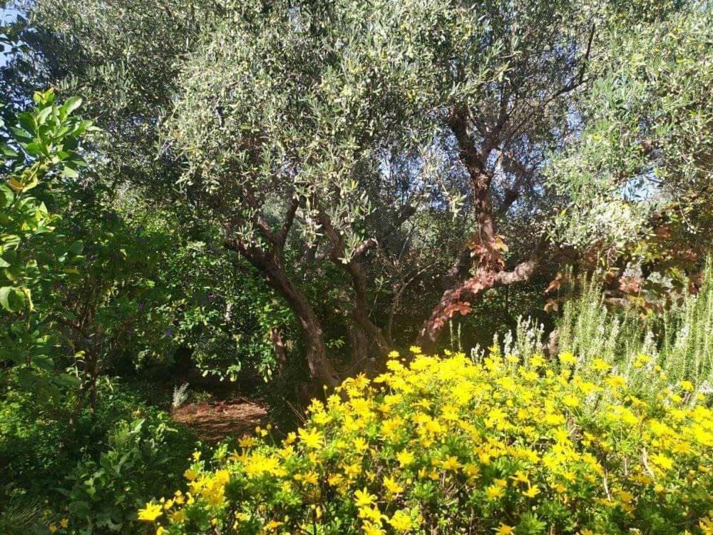 Olive Lemon Biophilic House & Lush Forest Garden 베모스 외부 사진
