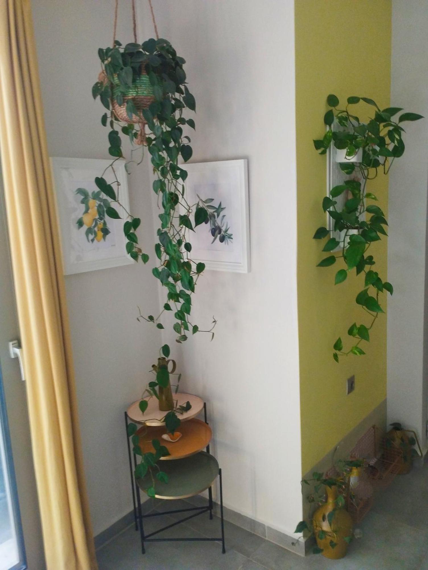 Olive Lemon Biophilic House & Lush Forest Garden 베모스 외부 사진
