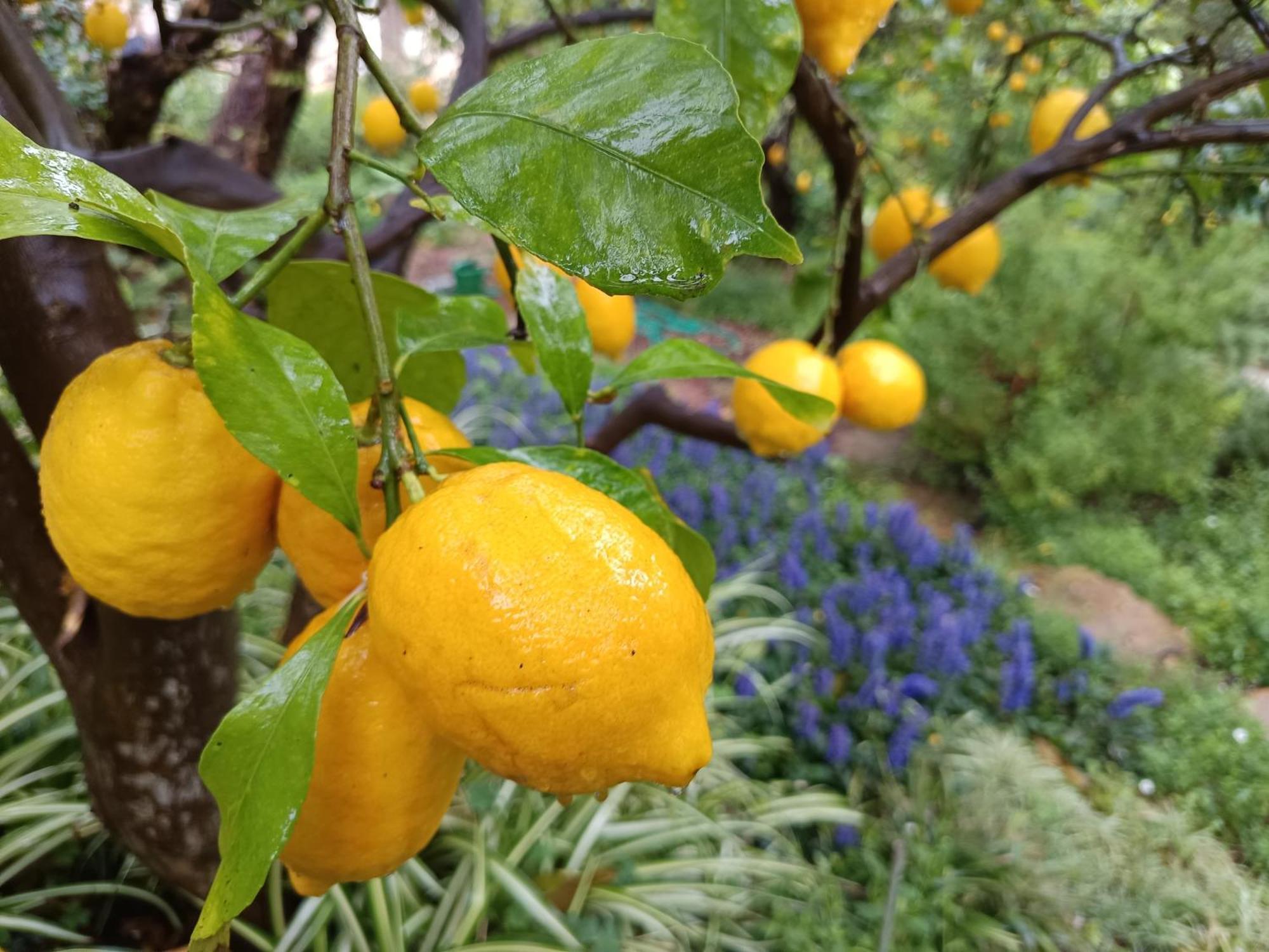 Olive Lemon Biophilic House & Lush Forest Garden 베모스 외부 사진